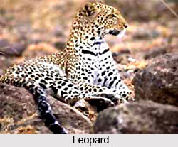 Leopard, Indian Animal