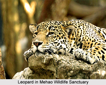 Wildlife of Arunachal Pradesh