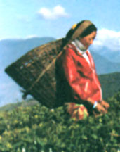 Lepcha Tribe, Tripura