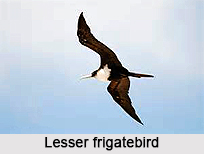 Lesser Frigatebird, Indian Bird