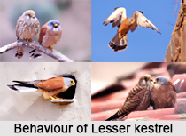 Lesser Kestrel, Indian Bird