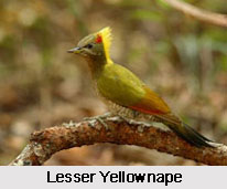 Lesser Yellownape, Indian Bird