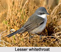 Lesser Whitethroat, Indian Bird