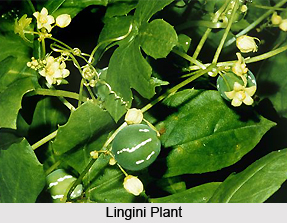 Lingini, Indian Medicinal Plants