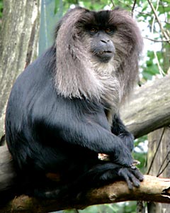 Lion-Tailed Macaque