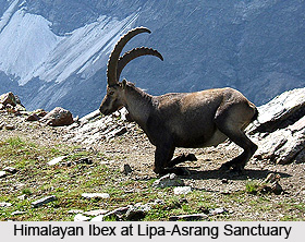Lipa-Asrang Sanctuary, Kinnaur District, Himachal Pradesh