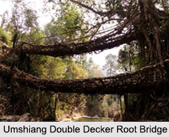 Living Root Bridges of Meghalaya