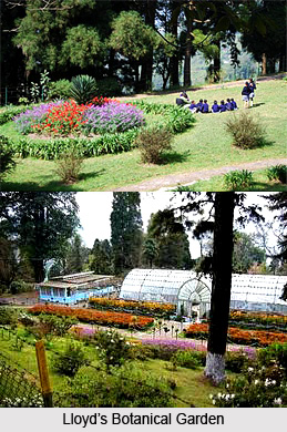 Lloyd`s Botanical Garden, Tourist Places in Darjeeling, West Bengal