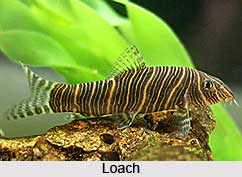 Loach, Indian Freshwater Fish