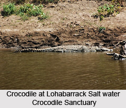 Lohabarrack Salt Water Crocodile Sanctuary, Andaman Islands