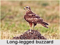 Long-Legged Buzzard, Indian Bird