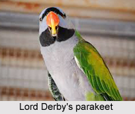 Lord Derby`s Parakeet, Indian Bird