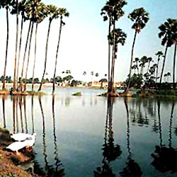 Gaggara`s Lotus Lake in Champanagar