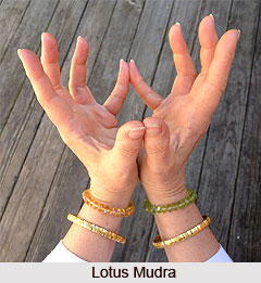 Lotus Mudra