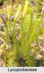 Lycopodiaceae