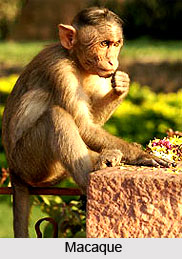 Macaque, Indian Animal