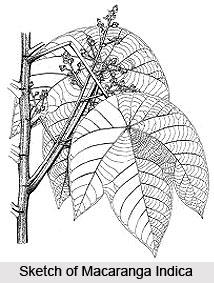 Macaranga Indica, Indian Medicinal Plant