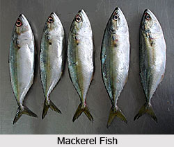 Mackerel, Indian Fish