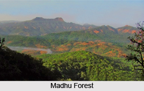 Madhu Forest, Ancient Indian Forest