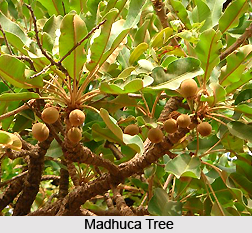 Madhuca, Indian Plant