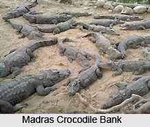 Madras Crocodile Bank Trust, Chennai