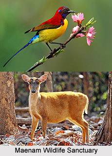 Maenam Wildlife Sanctuary, Sikkim