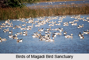 Magadi Bird Sanctuary, Gadag District, Karnataka