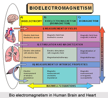 Magnetic Properties of Human Brain and heart