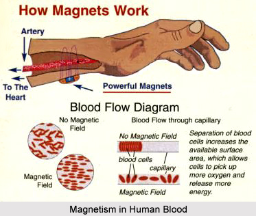 Magnetism in Blood of Human Body