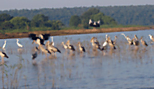 Mahanadi River of Kanker District
