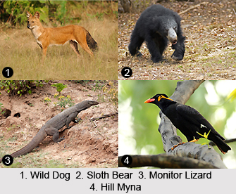Mahandadi Wildlife Division, Orissa