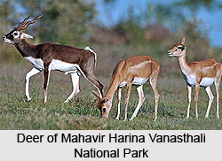 Mahavir Harina Vanasthali National Park, Hyderabad, Telangana