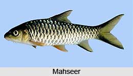 Mahseer, Indian Fish
