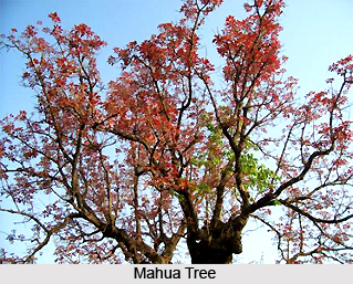 Mahua, Indian Medicinal Plants
