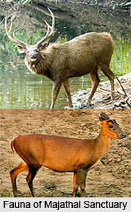 Majathal Sanctuary, Solan District, Himachal Pradesh