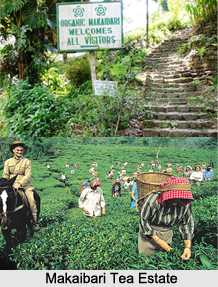 Makaibari Tea Estate, Darjeeling Tea Estates