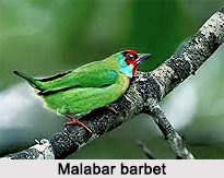 Malabar barbet, Indian Bird