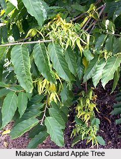 Malayan Custard Apple, Indian Medicinal Plants