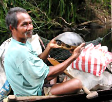 Malayan Tribe