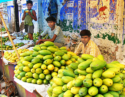 Dashahri mangoes - Malihabad, Lucknow, Uttar Pradesh