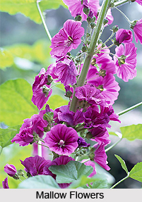 Mallow, Indian Herb