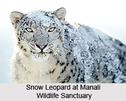 Manali Wildlife Sanctuary, Kullu District, Himachal Pradesh