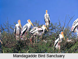 Mandagadde Bird Sanctuary , Karnataka