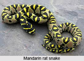 Mandarin Rat Snake, Indian Reptile