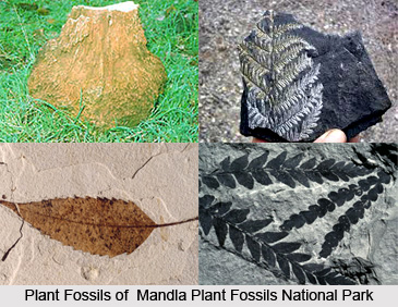 Mandla Plant Fossils National Park