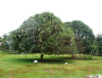 Mango tree