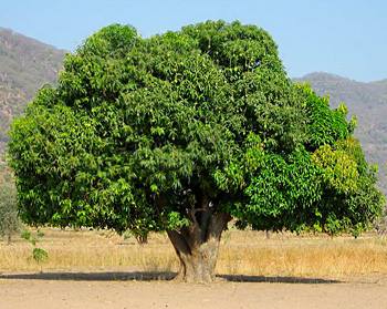 Mango tree