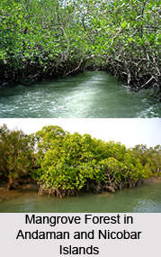 Mangroves of Andaman and Nicobar Islands