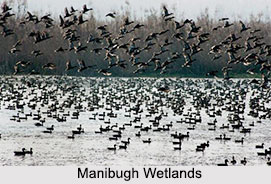 Manibugh Wetlands, Pampore Area, Jammu and Kashmir