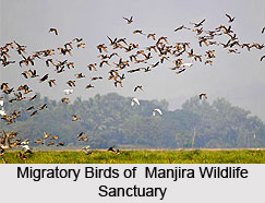 Manjira Wildlife Sanctuary, Andhra Pradesh